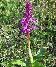 Ссылка на изображение: http://flora.crimea.ru/Orchidaceae/Orchis-mascula02.jpg